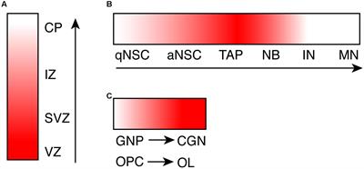 Versatile Roles of the Chromatin Remodeler CHD7 during Brain Development and Disease